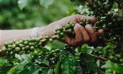 EducaPoint realiza curso de nutrição e correção de solo para o cafeeiro